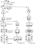 Steps in gamete fertilization and cell division that lead to normal diploid fish embryo. Induction of triploidy (three sets of chromosomes) or tetraploidy (four sets of chromosomes) occurs for thermal, chemical, or pressure shocks at a specific time after fertilization. Notes:  denotes the point at which the shock is applied;  denotes one haploid chromosome set derived from the female parent; and  denotes one haploid chromosome set derived from the male parent (National Research Council, 2004).