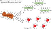 Schematic representation of polymer coating over nanomaterials and its effect on the surface area and active sites.