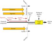 Continuum of dose types from potential to biologically effective via inhalation, ingestion, and dermal pathways [McCurdy (1997), Vallero et al. (2010), U.S. Environmental Protection Agency (2012), EPA (2017), U.S. Environmental Protection Agency (2017), and Smith (2020)].