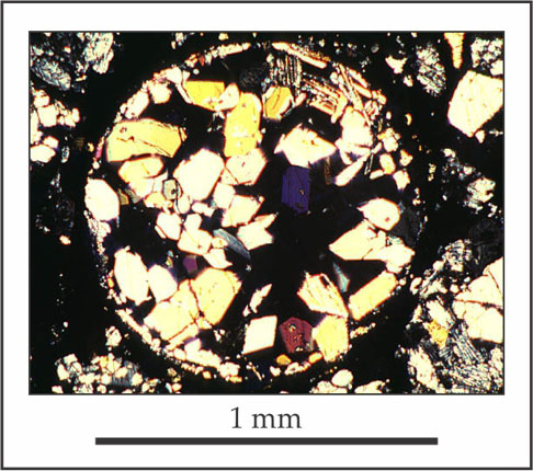 Figure courtesy of Dr. David A. Krieg