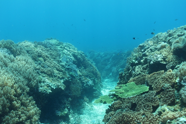 A coral reef in Dongsha atoll