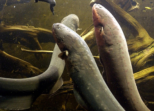 Despite its name, the electric eel (Electrophorus electricus) is not an eel, but a knifefish. CREDIT: Süddeutschen Zeitung