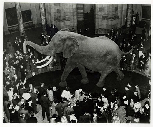 The Fénykövi Elephant after its public unveiling at the National Museum of Natural History on 6 March 1959. CREDIT: Smithsonian Archives