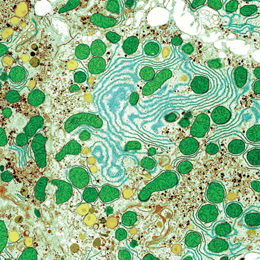 This scanning electron micrograph image of organelles in two liver cells appears on page 31 of Science Is Beautiful. CREDIT: Sterling Publishing