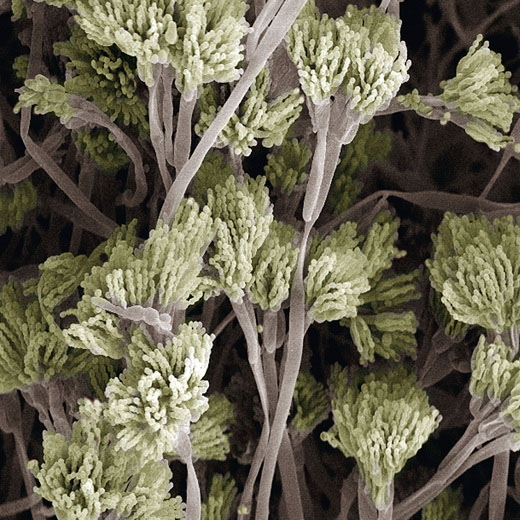 Scanning electron microscope image of the Penicillin fungus. CREDIT: Sterling Publishing