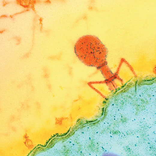 Transmission electron microscope image of a T4 bacteriophage in the process of injecting its viral DNA into its host, an Escherichia coli bacterium. CREDIT: Sterling Publishing
