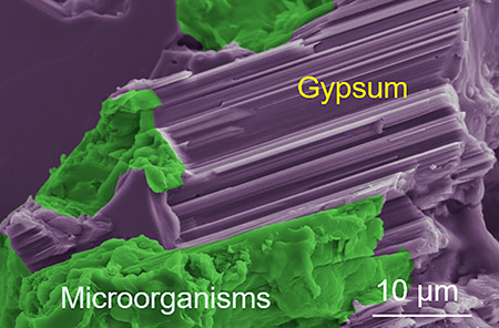 Bacteria in gypsum.