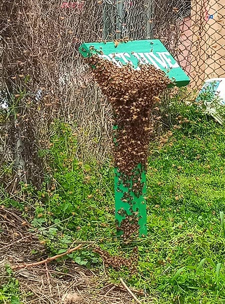 Swarm.
