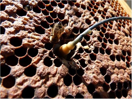 Accelerometer in the hive.