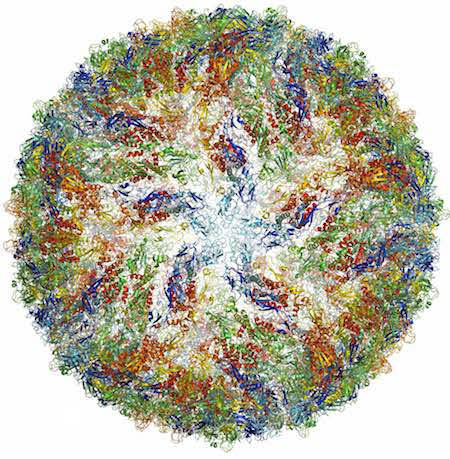 Zika virus