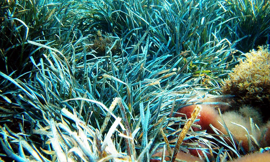 An underwater field of green seagrass