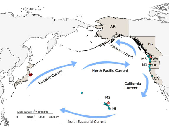 The Tohoku earthquake and tsunami struck Japan on 11 March 2011; the red star indicates its epicenter. The major ocean currents shown here carried debris thrown from Japan into the Pacific Ocean to the Hawaiian Islands and North America. The red triangles with designations M1–M3 show the landing (M1, M3) or passage (M2) sites of three large fisheries docks released from the port of Misawa. The blue dots indicate landing spots of other pieces of debris.