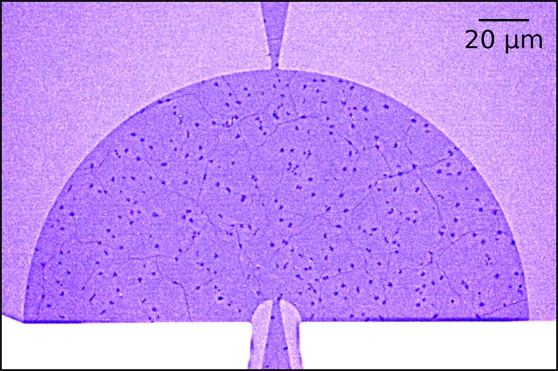 Curved wire with two probes.