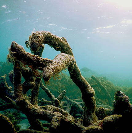 The soundscape of a coral reef is a measure of its habitability
