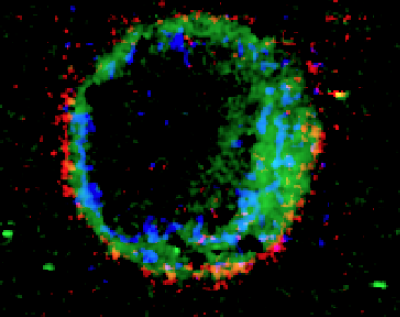 SNR 0509-67.5.