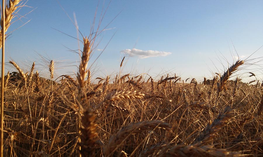 A field of wheat