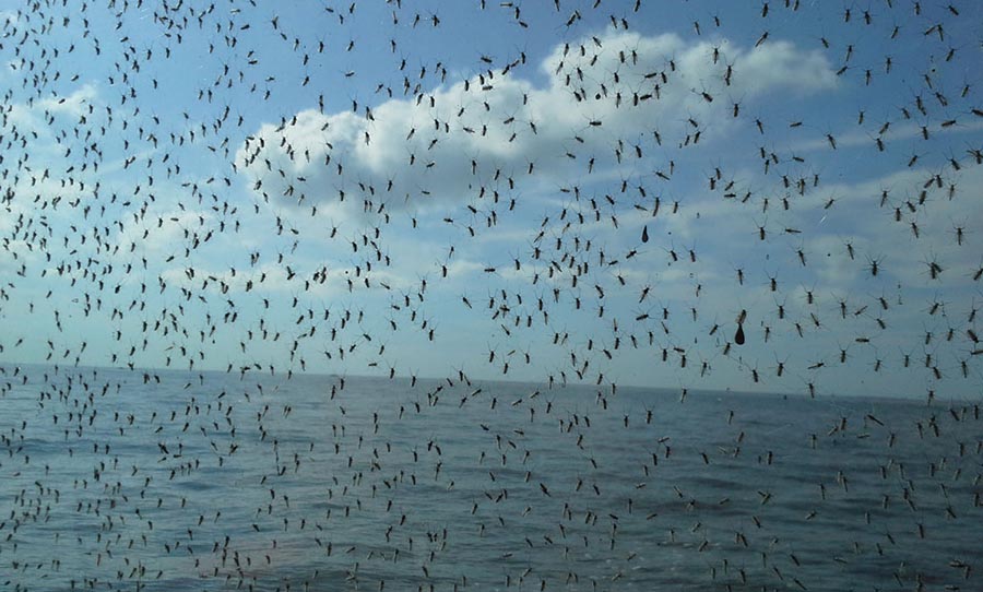 A theory of insect swarms, courtesy of the renormalization group ...