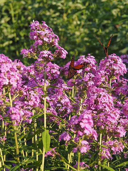 Two orange and black butterflies in flight near a bush with pink flowers.