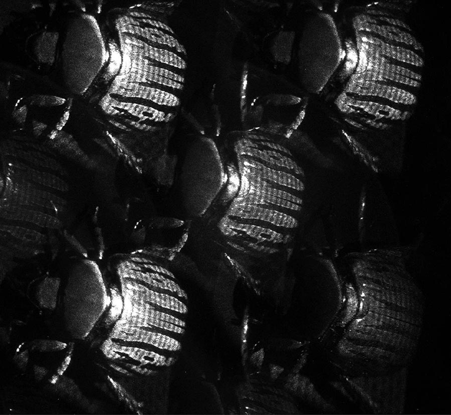 Five black-and-white images of a beetle arranged in an X shape.