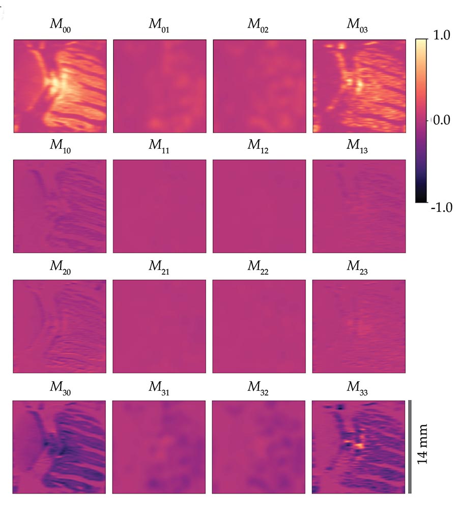 Sixteen pink squares arranged in a 4 × 4 array. The corner squares contain images of the same beetle shown above.