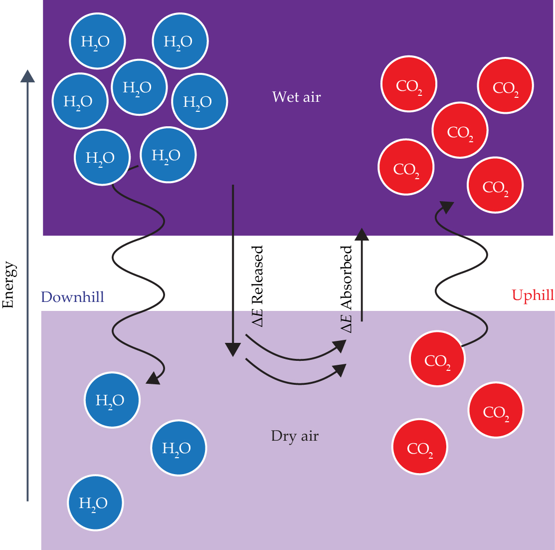 A diagram shows water molecules crossing a membrane in one direction and carbon dioxide crossing in the other direction.