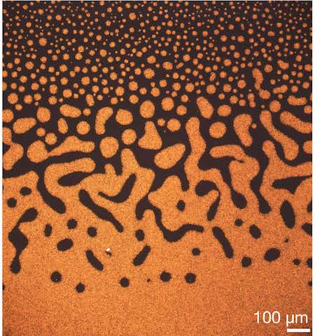 Chiral fluid.