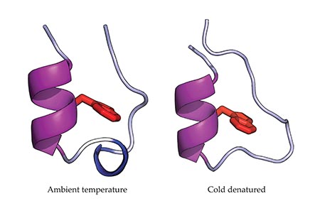 Comparison of structure at ambient temperature and cold denatured