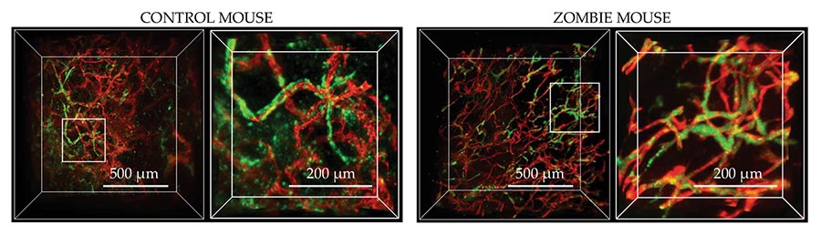 Comparison of blood vessel structures in control and zombie mice