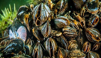 Atlantic shellfish are going the wrong way | Physics Today | AIP Publishing