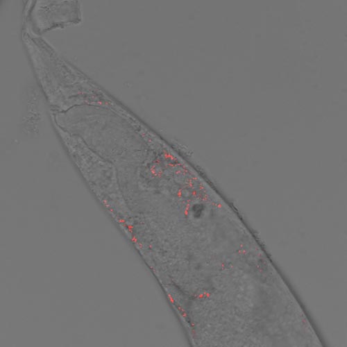 A C. elegans worm with nanocrystals marked in red