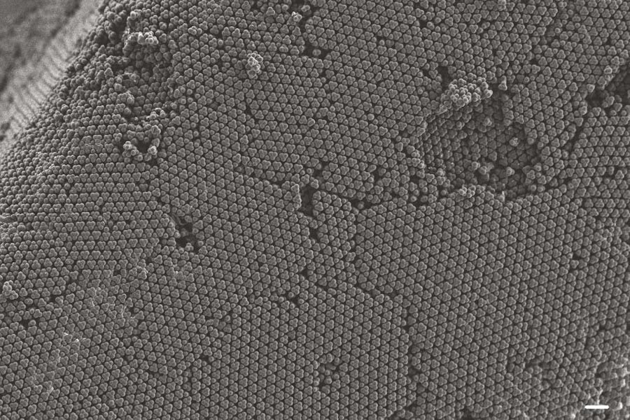 Electron microscope image of crystalline structure