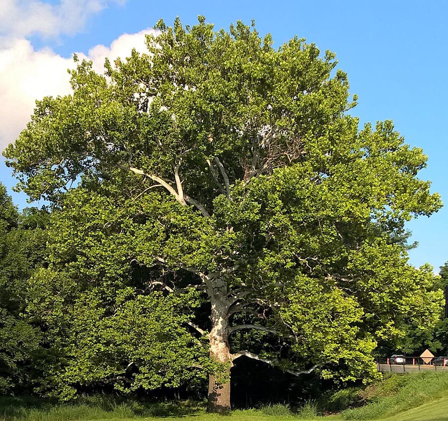 Sycamore tree
