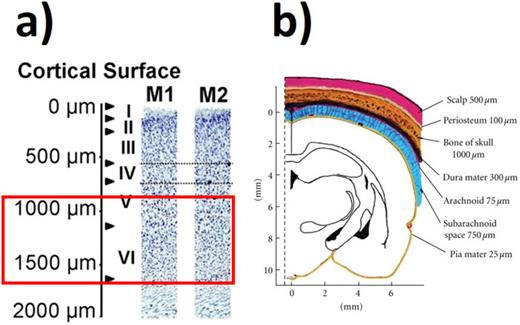 FIG. 4. a) Depth by layer in the rat brain cortex8,9 (Reprinted from Neuroimage, vol. 103, Dec. 2014, M. Alaverdashvili, M. J. Hackett, I. J. Pickering, and P. G. Paterson, “Laminar-specific distribution of zinc: Evidence for presence of layer IV in forelimb motor cortex in the rat,” pp. 502–510, Copyright (2014), with permission from Elsevier). [Minimally adapted]. b) Thickness by layer in the rat head8 (K. Nowak, E. Mix, J. Gimsa, U. Strauss, K. Kumar Sriperumbudur, R. Benecke, U. Gimsa, Parkinson’s Disease. Volume 2011, Article ID 414682, 2011; licensed under a Creative Commons Attribution (CC BY) license).
