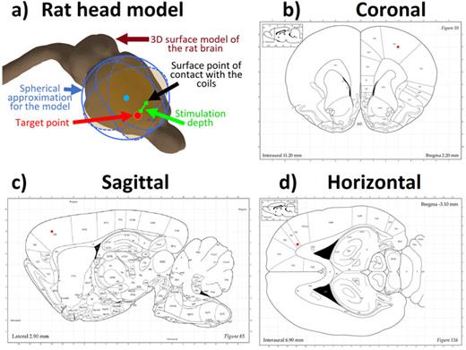 FIG. 5. a) Rat head and brain 3D models. Stereotaxic coordinates in the Rat Brain Atlas. b) Coronal plane c) Sagittal plane d) Horz. Plane.