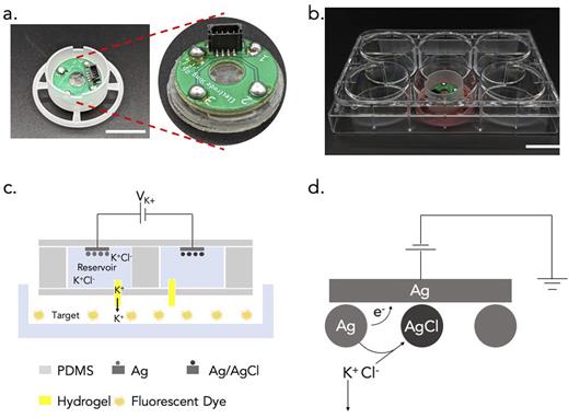 FIG. 1. (a) Image of the ion pump with the adapter. Scale bar—1 cm. (b) Image of the device and adapter in a six-well plate. Scale bar—1.5 cm. (c) Schematic of the ion pump. (d) Reactions taking place at the working electrode.