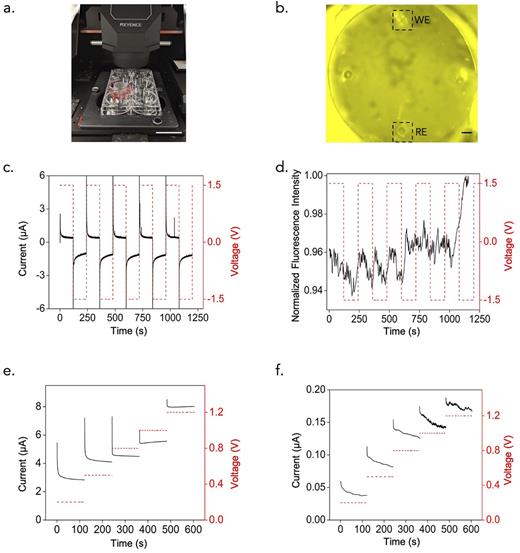 FIG. 2. (a) Experimental setup of the ion pump. The ion pump is inserted in a six-well cell culture plate containing fluorescent dyes as the target and is placed under a fluorescence microscope for real-time imaging during actuation. Scale bar—3.5 cm. (b) Fluorescence microscope image of the target area with working and reference electrodes. Scale bar—100 µm. (c) Current response of the device to an applied voltage. (d) Fluorescence response of the device to an applied voltage. (e) Current response of the device to a series of applied voltages. The reservoir contains 1M KCl. (f) Current response of the device to a series of applied voltages. The reservoir contains 100 mM KCl.
