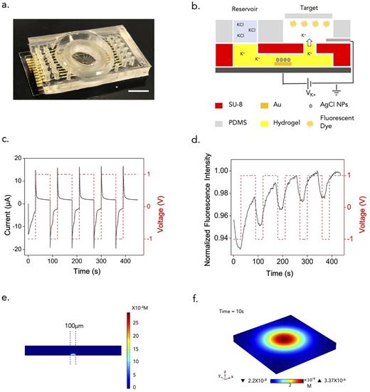 FIG. 3. (a) Image of the device. Scale bar—5 mm. (b) Schematic of the ion pump. (c) Current response of the device to an applied voltage pulse. (d) Fluorescence response of the device to an applied voltage pulse. (e) COMSOL simulation result showing the change in concentration after 100 ms of delivery. (f) COMSOL simulation result showing the change in concentration after 10 s of delivery.