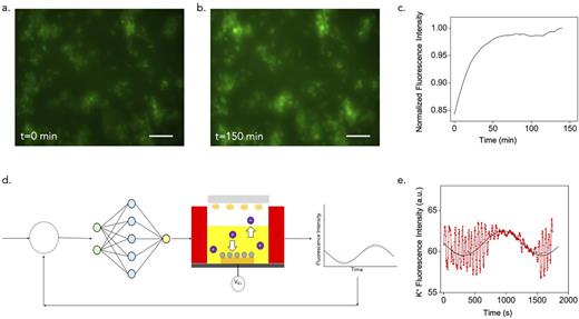 FIG. 4. (a) Fluorescence microscope image of the cells over the device before actuation (t = 0&nbsp;s). Scale bar—150 µm. (b) Fluorescence microscope image of the cells over device after actuation (t = 150&nbsp;min). Scale bar—150 µm. (c) Plot of change in fluorescence intensity of the cells over time. (d) Schematic of closed-loop control integrated with the device. (e) Plot of the device tracking a given sine wave using the control algorithm.
