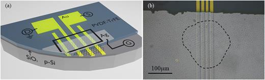 FIG. 1. (a) 3-D drawing of the device and external connections. S = source, D = drain, and G = gate terminals. (b) Microscope image of the graphene used in the device. The dotted line indicates the location of the graphene flake. (b) is reproduced with permission from Figueroa et al., AIP Adv. 11, 085015 (2021). Copyright 2021 Author(s), licensed under a Creative Commons Attribution 4.0 License.