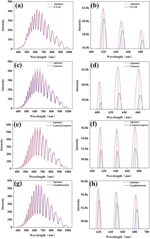 (a) and (b) Representative measured optical signals and local enlarge fringe peaks for E. coli, (c) and (d) representative measured optical signals and local enlarge fringe peaks for S. aureus, (e) and (f) representative measured optical signals and local enlarge fringe peaks for L. monocytogenes, and (g) and (h) representative measured optical signals and local enlarge fringe peaks for S. typhimurium.