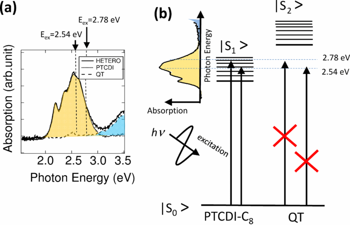 Exciton dynamics at the heteromolecular interface between N,N′-dioctyl ...