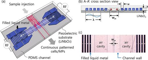 Continuous sheathless microparticle and cell patterning using CL-SSAWs ...