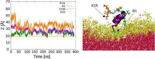 FIG. 3. Distances to the center of the bilayer Left panel: Temporal evolution of the z coordinate of the center of mass of the peptide (purple), R1 (green), K16 (orange), and PO4- (yellow) for the time when the peptide is in the membrane-bound state, in one of the simulations (same features are observed in the other simulations). Right panel: Representative snapshot of the membrane-bound state, with the R and K side-chains in green and orange licorice representations, respectively. R1 is seen as deeply inserted in the membrane (phosphate groups in yellow and hydrocarbon core in red), while R10 is making a softer contact with it. 