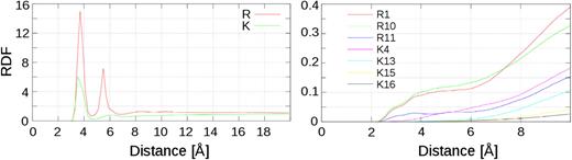 FIG. 4. RDF Left panel: Radial distribution function representing the different interaction between arginine and lysine side chains and phosphate groups at the bilayer. Right panel: Interaction between each charged side chain and the oleoyl acyl chain.