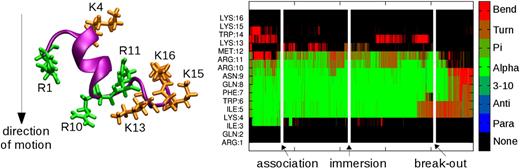 FIG. 6. Secondary Structure Left panel: Representative snapshot of Penetratin while fully immersed in the membrane, with residues R10 to K13 leading the way (down) through it. Right panel: Secondary structure of Penetratin as it traverses the membrane. The white lines indicate the association event (when the peptide makes a stable contact with the first layer of the membrane), the immersion event (the peptide is fully immersed in the membrane), and the break out event (first rupture of the second layer). 