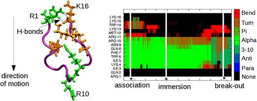 FIG. 8. Secondary Structure Left panel: Representative snapshot of Penetratin while fully immersed in the membrane, with residue R10 leading the way (down) through it, and R1 strongly interacting with K16 (this was observed only in one US simulation). Right panel: Secondary structure of Penetratin in same simulation, as it moves through the membrane. The white lines indicate the association event (when the peptide makes a stable contact with the first layer of the membrane), the immersion event (the peptide is fully immersed in the membrane), and the break out event (first rupture of the second layer). Notice that the peptide becomes more disordered in the final part of the traversal, close to the break-out event.