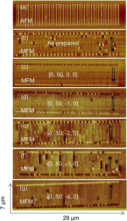 FIG. 4. (a) An AFM image of a nano-magnet array comprised of interleaving Co and SmCo nano-magnets. (b) An MFM image of the as-prepared nano-magnet array. (c)–(g) MFM images of the nano-magnet array after a programming sequence of magnetic fields was applied. The programming sequence is [0, 50, -Hrev, 0] (kOe), where Hrev was 0, 1, 2, 3, 4 (kOe) for (c)–(g), respectively. The arrows are a schematic representation of magnetization configuration for the nano-magnet at each case.