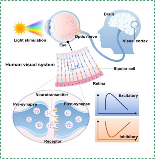 Recent developments on neuromorphic optoelectronic memristors based on ...