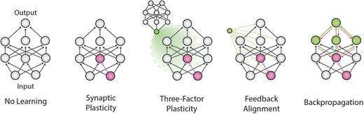 Brain-inspired learning in artificial neural networks: A review | APL ...