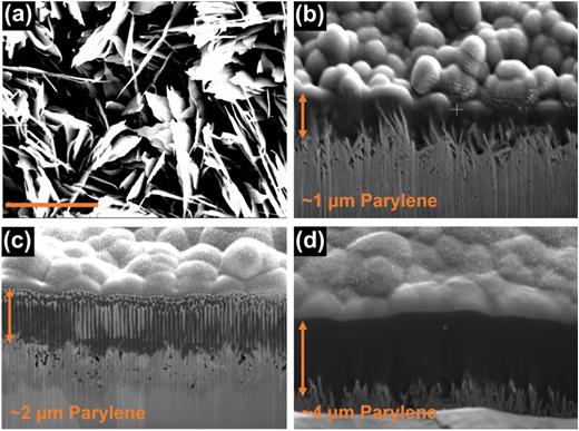 Surface characterization. (a) SEM image of CuO micro-structured surface (top view). The scale bar shows 2 μm. (b) SEM image of the FIB-milled region on the CuO coated with a 1 μm thin Parylene C coating. (c) SEM image of the FIB-milled region on CuO coated with a 2 μm thin Parylene C coating. (d) SEM image of the FIB-milled region on CuO coated with a 4 μm thin Parylene C coating.